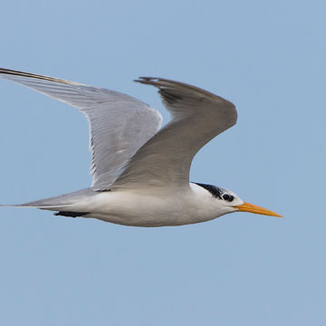 Lesser Crested Tern