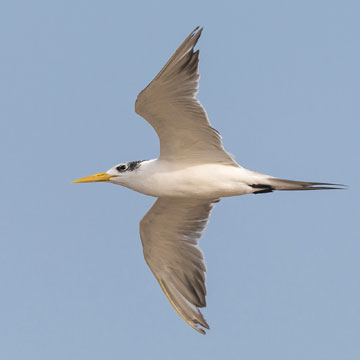 Greater Crested Tern