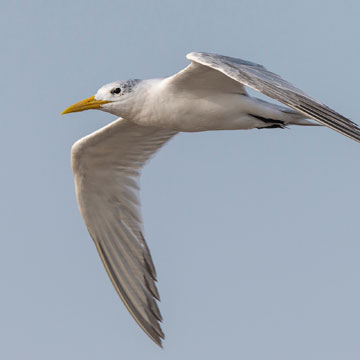 Greater Crested Tern