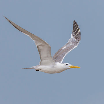 Greater Crested Tern