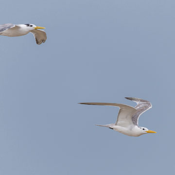 Greater Crested Tern