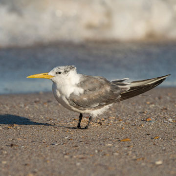 Greater Crested Tern