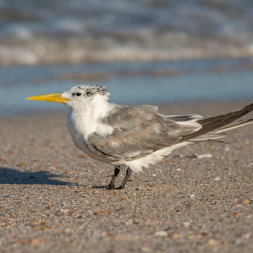 Greater Crested Tern