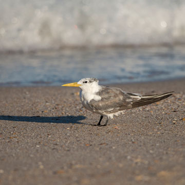 Greater Crested Tern