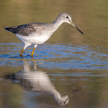 Greater Yellowlegs