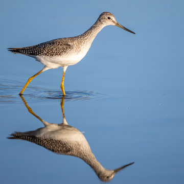 Greater Yellowlegs