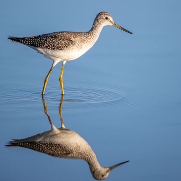 Greater Yellowlegs