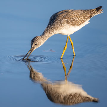 Greater Yellowlegs