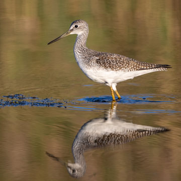 Greater Yellowlegs