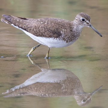 Einsamer Wasserläufer