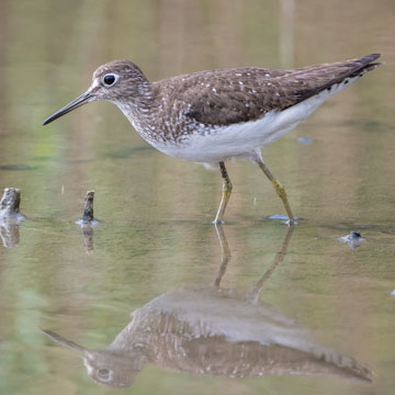 Solitary Sandpiper