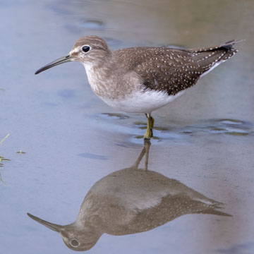 Einsamer Wasserläufer