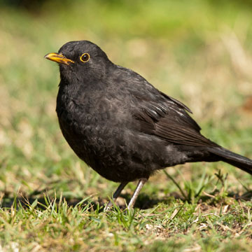 Common Blackbird