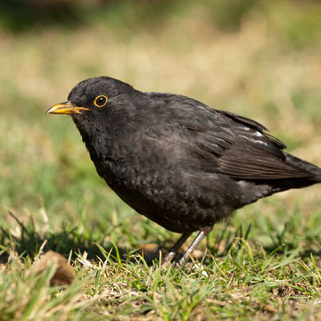 Common Blackbird