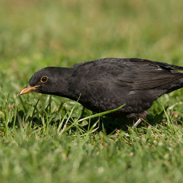 Common Blackbird