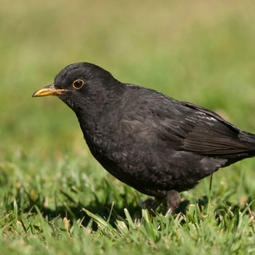 Common Blackbird