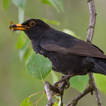 Common Blackbird