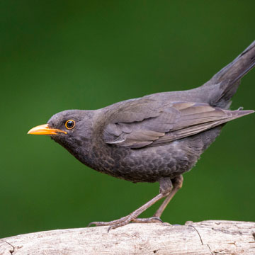 Common Blackbird