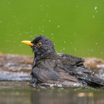 Common Blackbird