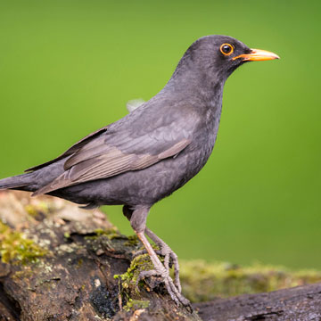 Common Blackbird