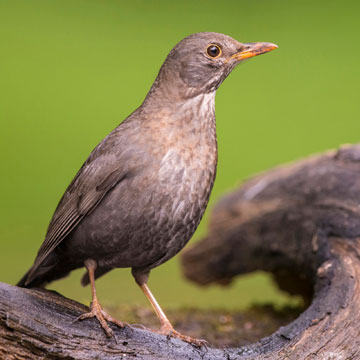 Common Blackbird