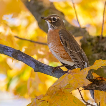 American Robin