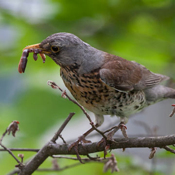 Fieldfare