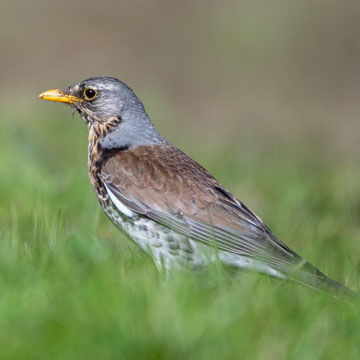 Fieldfare