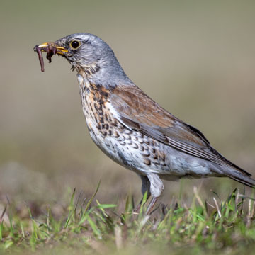 Fieldfare