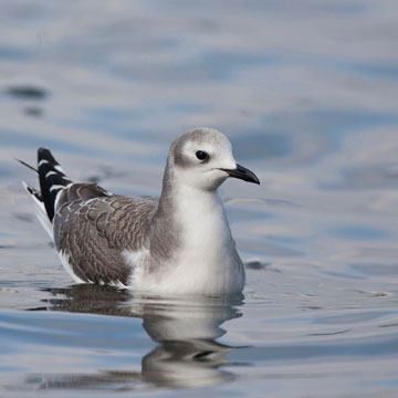 Sabine's Gull