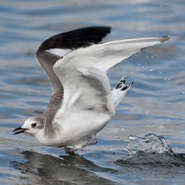 Sabine's Gull