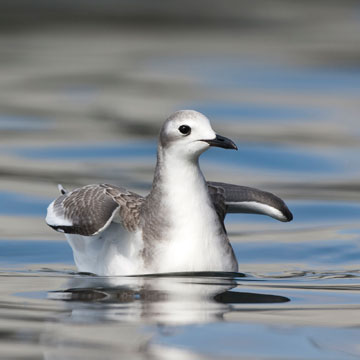 Sabine's Gull