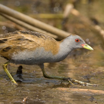 Little Crake