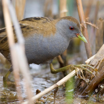 Little Crake