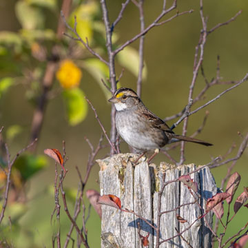 White-throated Sparrow