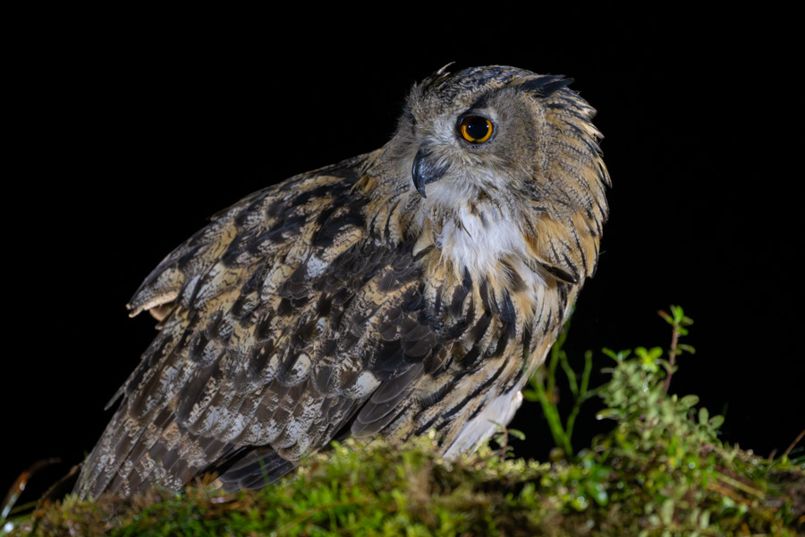 Eurasian Eagle-Owl