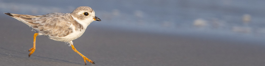 Piping Plover