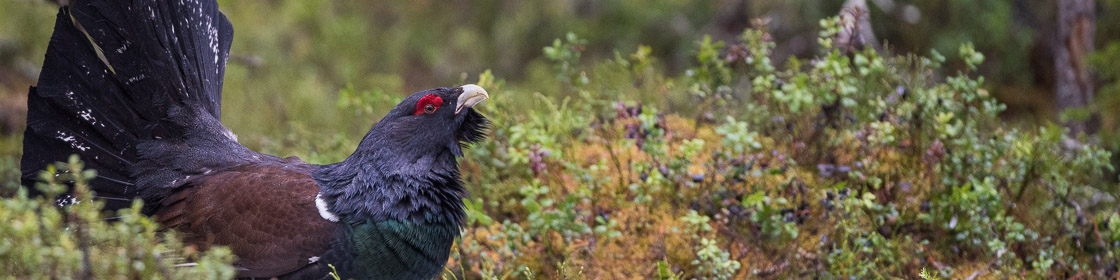 Western Capercaillie