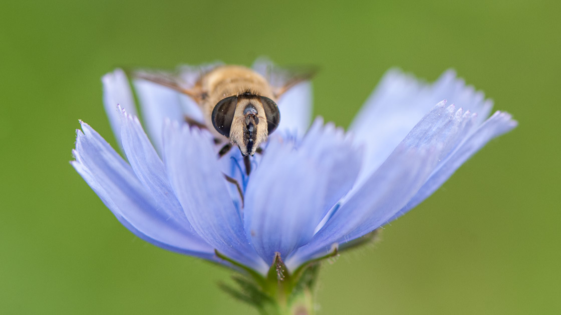 Common Drone Fly