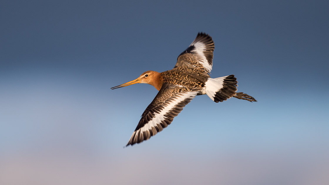 Black-tailed Godwit