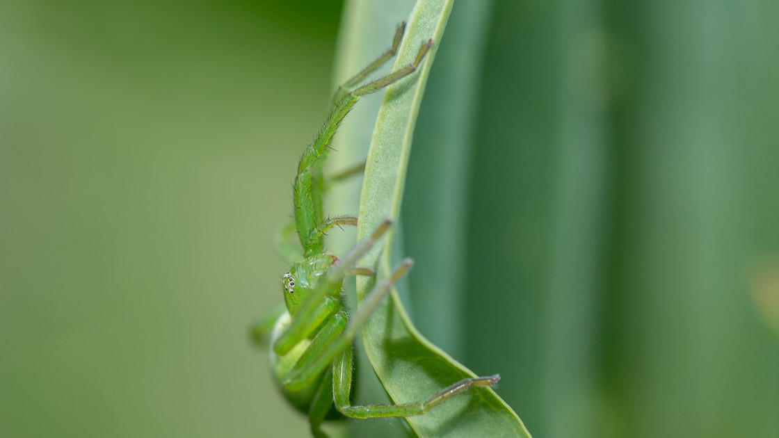 Green Huntsman Spider