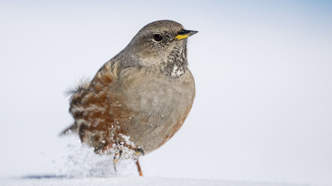 Alpine Accentor