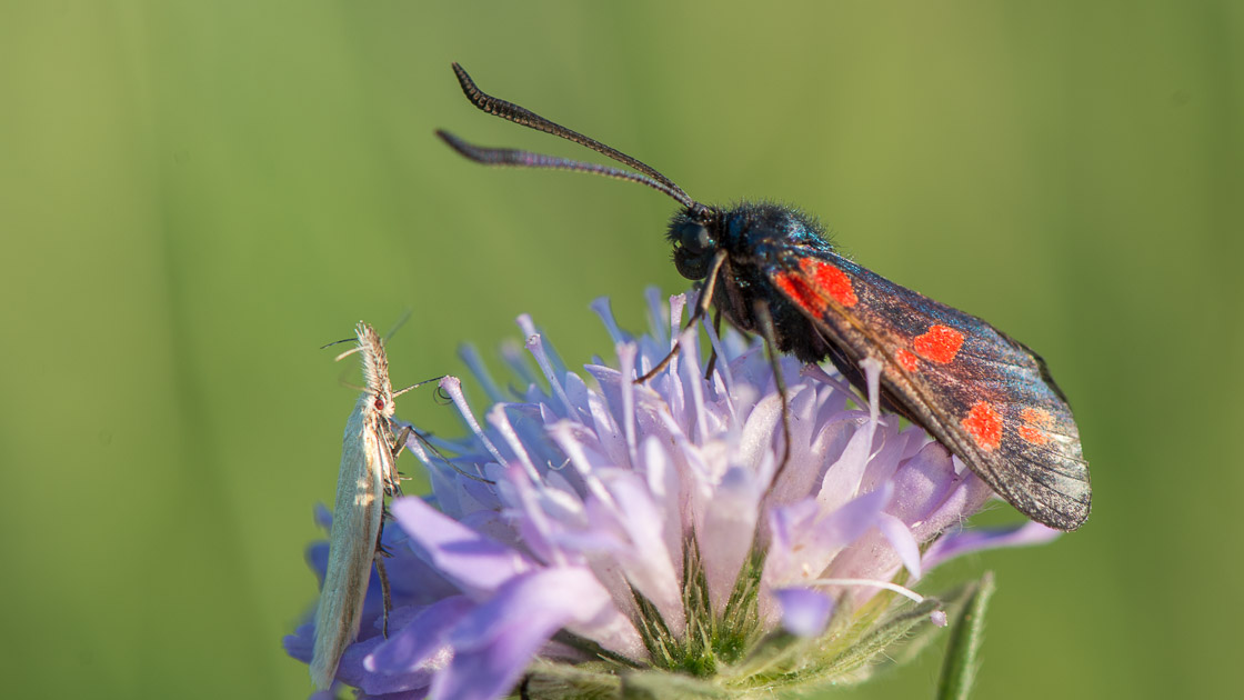 Six-spot Burnet